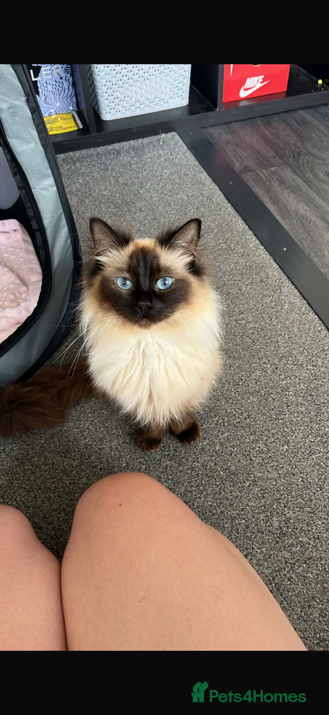 Ragdoll cats for sale: 3 beautiful ragdoll kittens - Advert 1