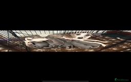 Whippet dogs for sale: Beautiful blue whippets  - Image 12