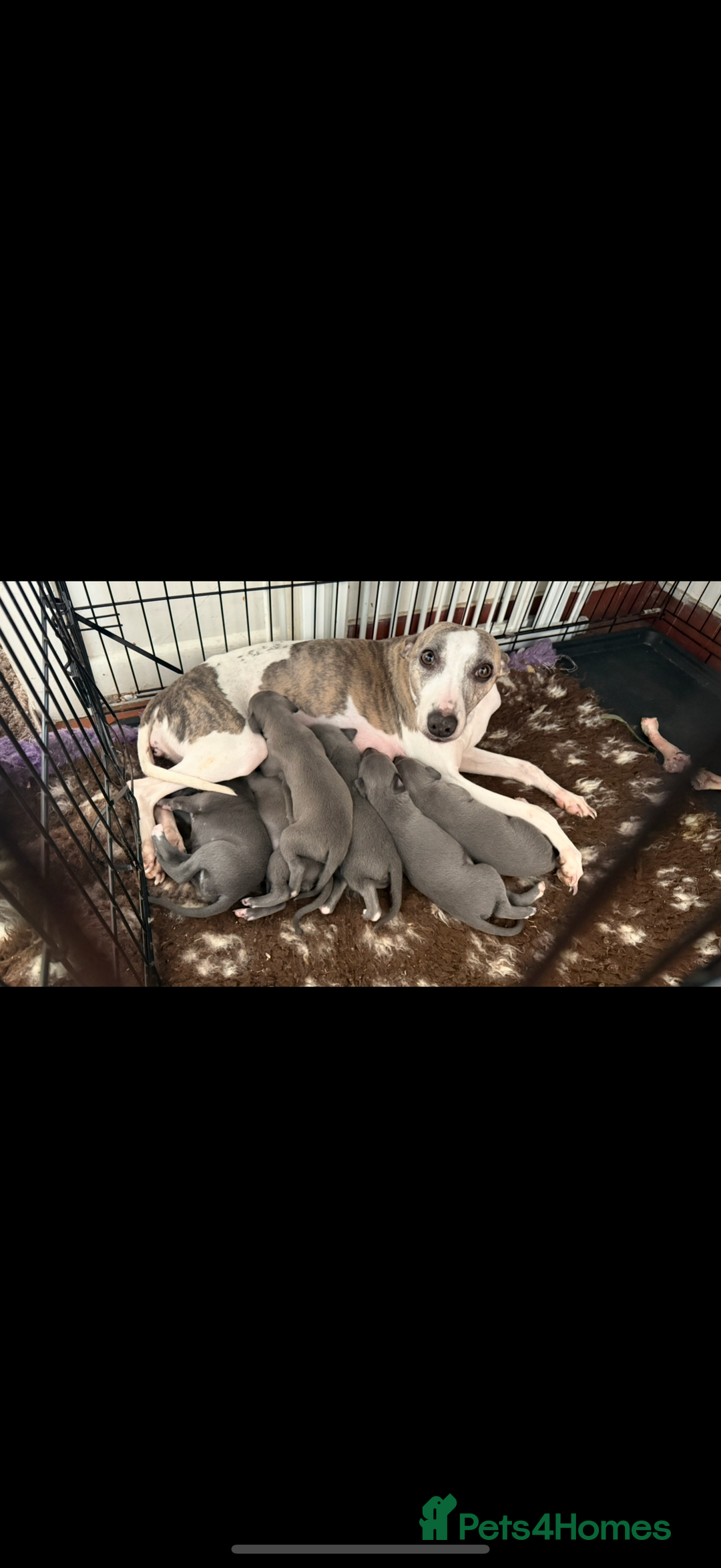 Whippet dogs for sale: Beautiful blue whippets  - Image 12
