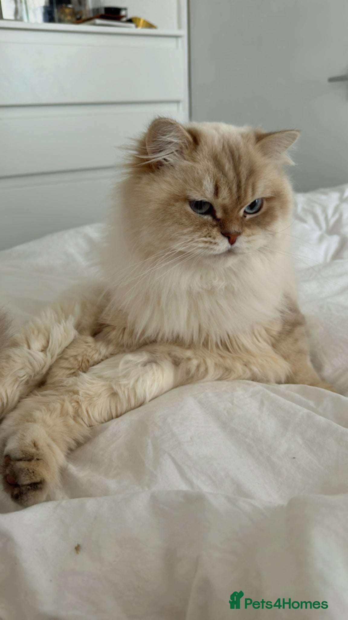 British Longhair cats for sale: British Long Hair - Advert 4