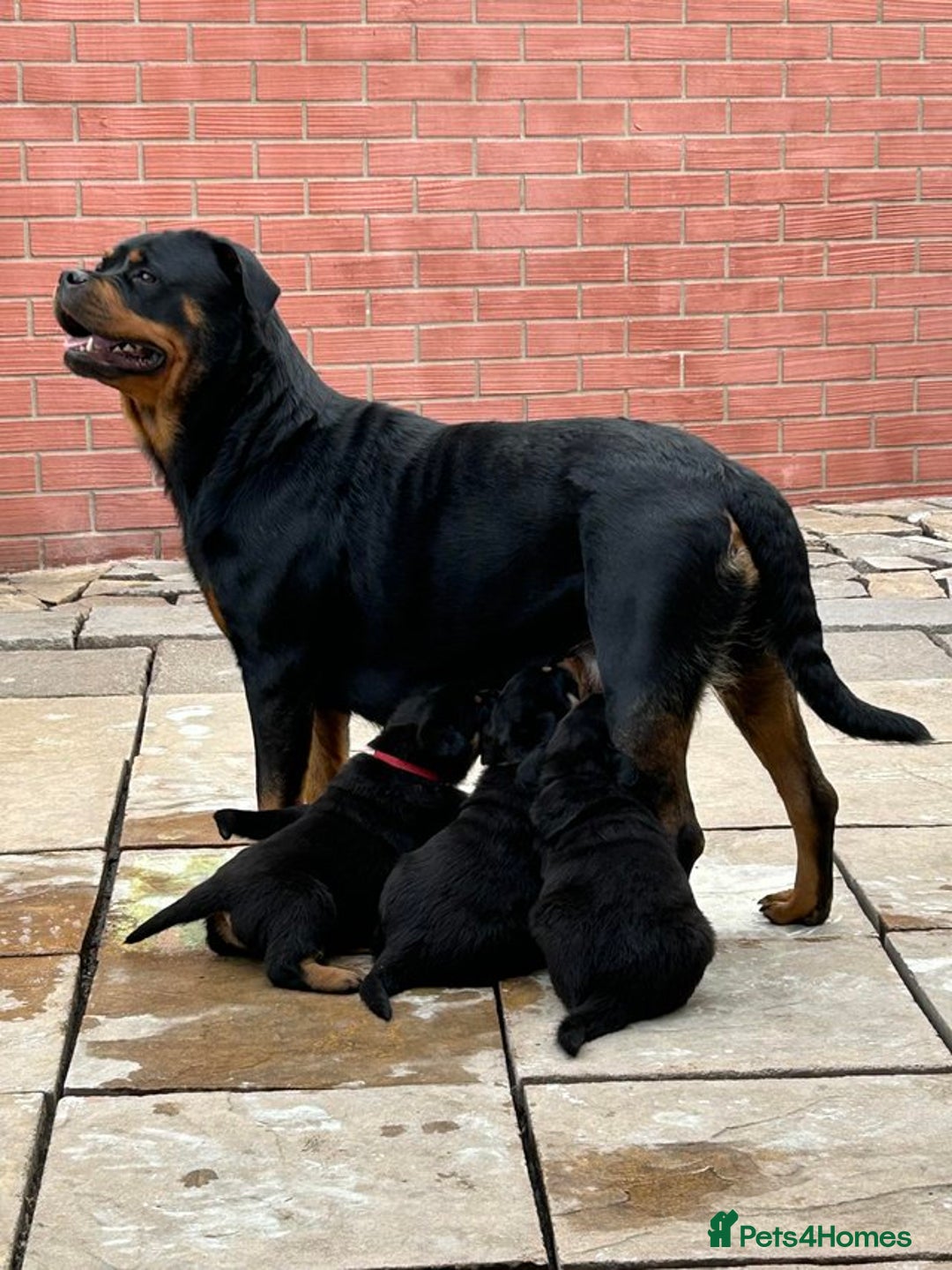 Rottweiler dogs for sale: German Rottweiler Puppies - Image 12