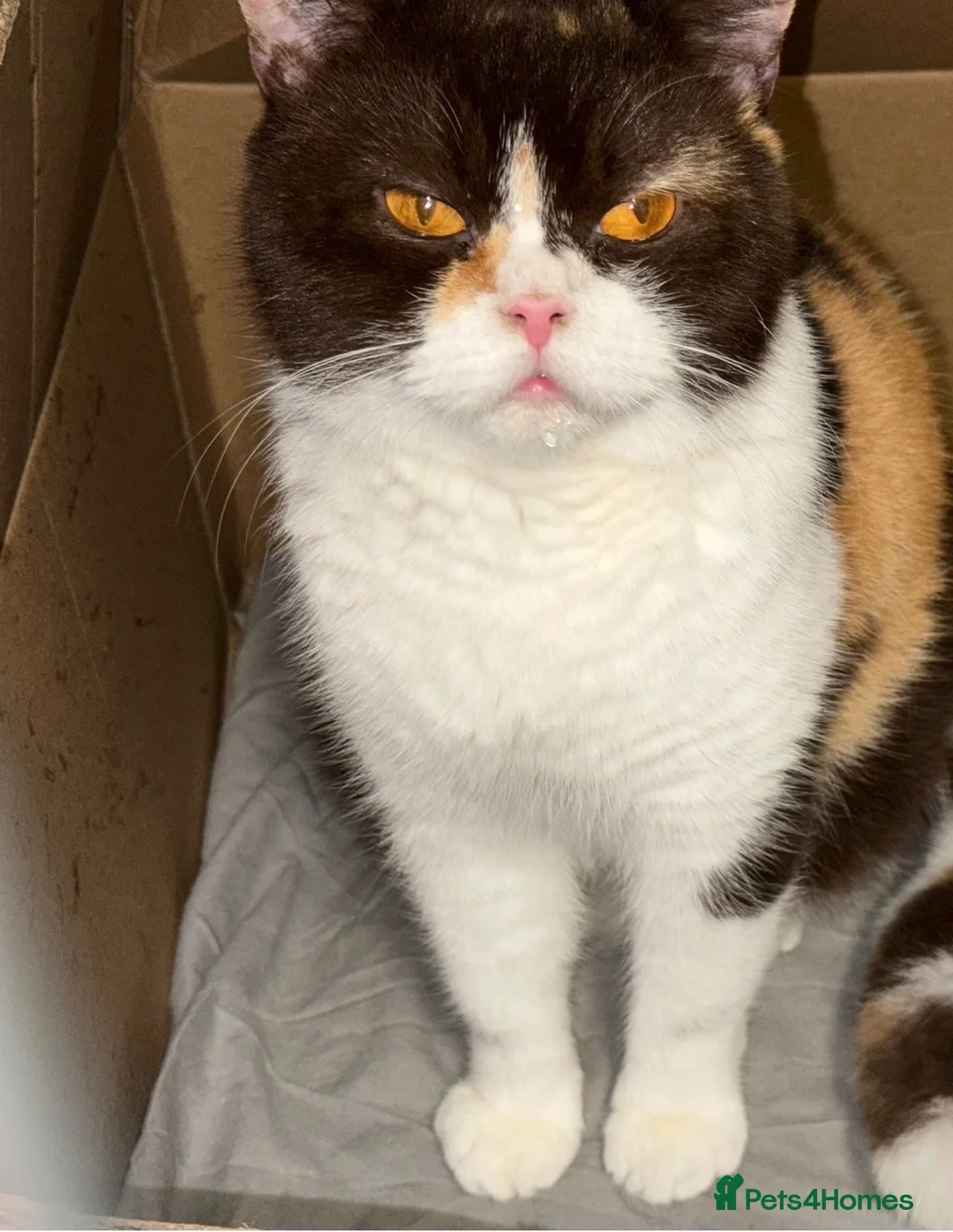 British Shorthair cats for sale: Stunning British shorthair  - Advert 4