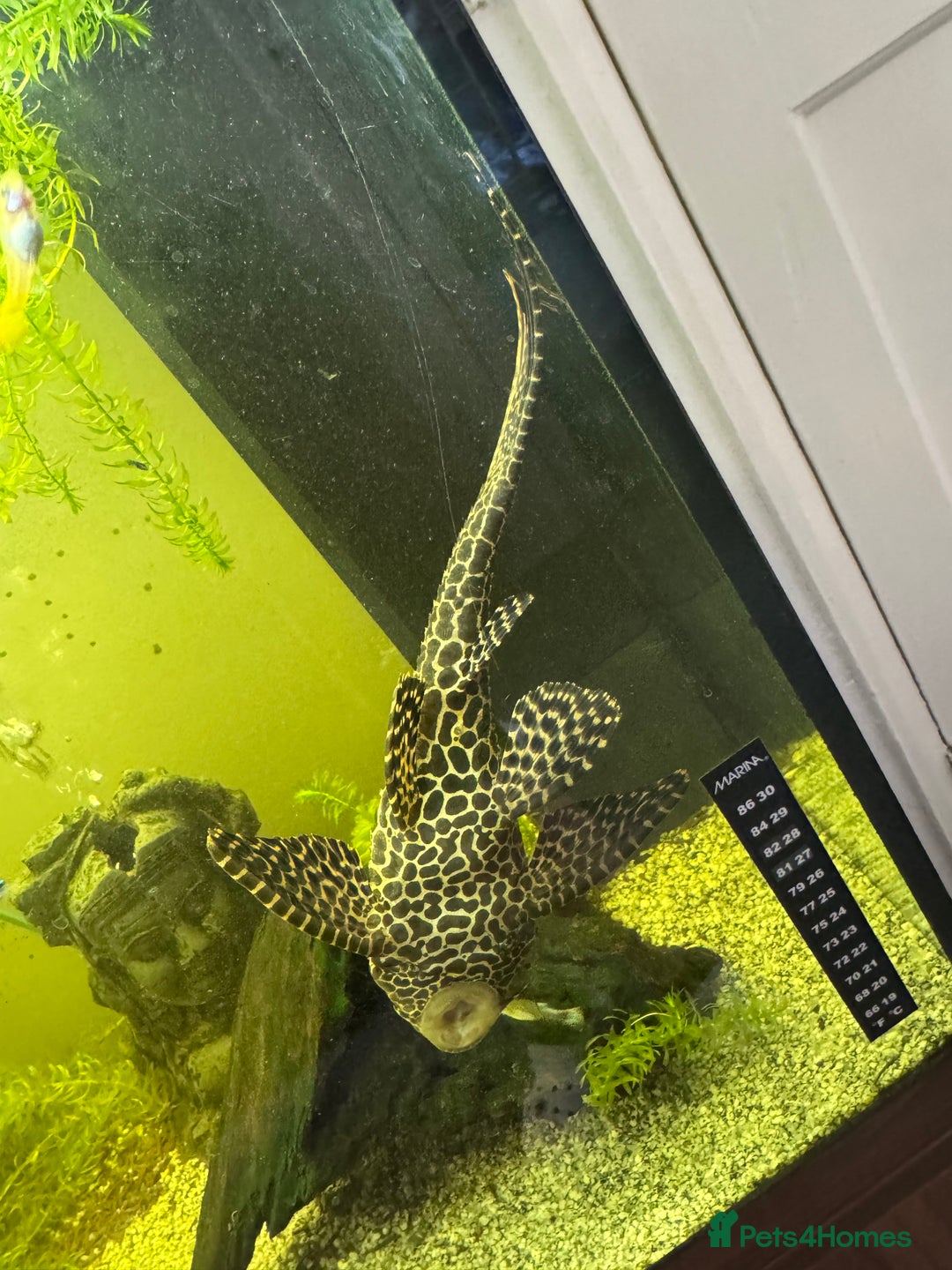 Plecos fish for sale: Sailfin pleco - Advert 4