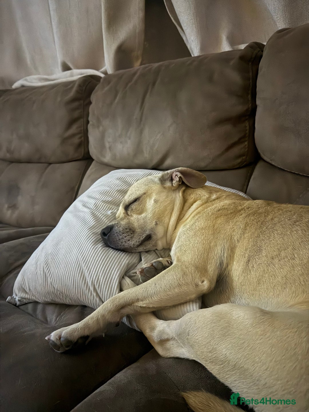 Mixed Breed dogs for sale: Staff x frenchie  - Advert 4