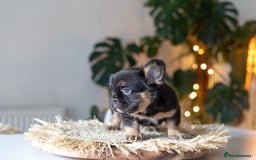 French Bulldog dogs for sale: Beautiful French bulldog puppies!  - Image 6