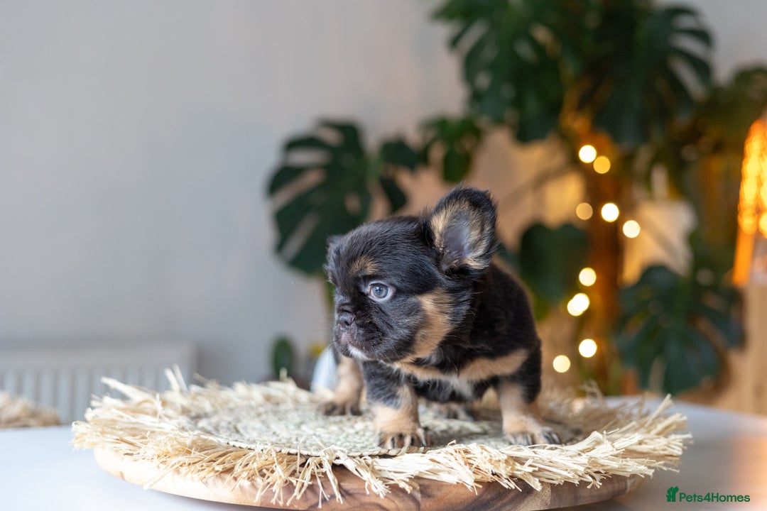 French Bulldog dogs for sale: Beautiful French bulldog puppies!  - Image 6