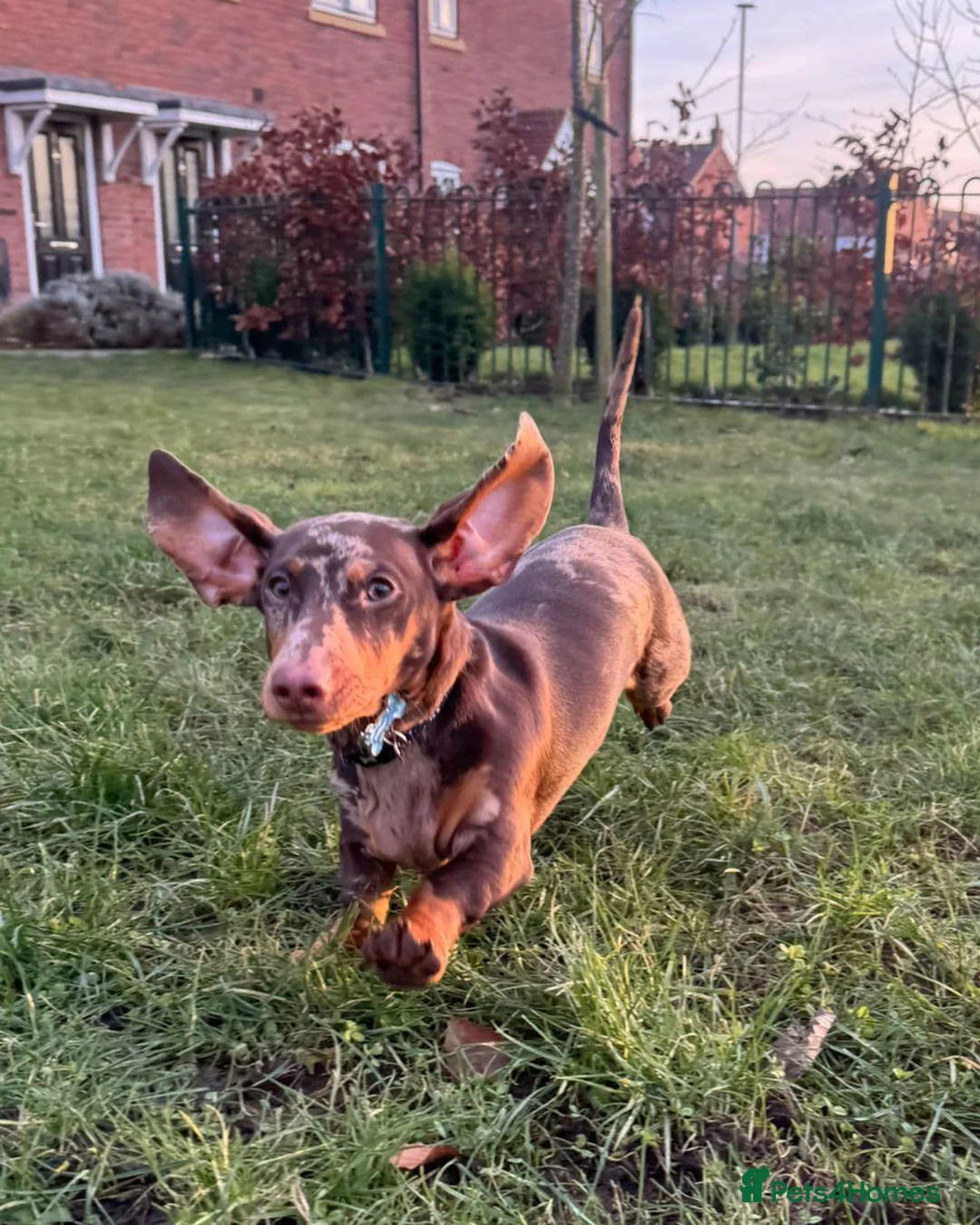 Dachshund dogs for stud: Male Dachshund  - Advert 7