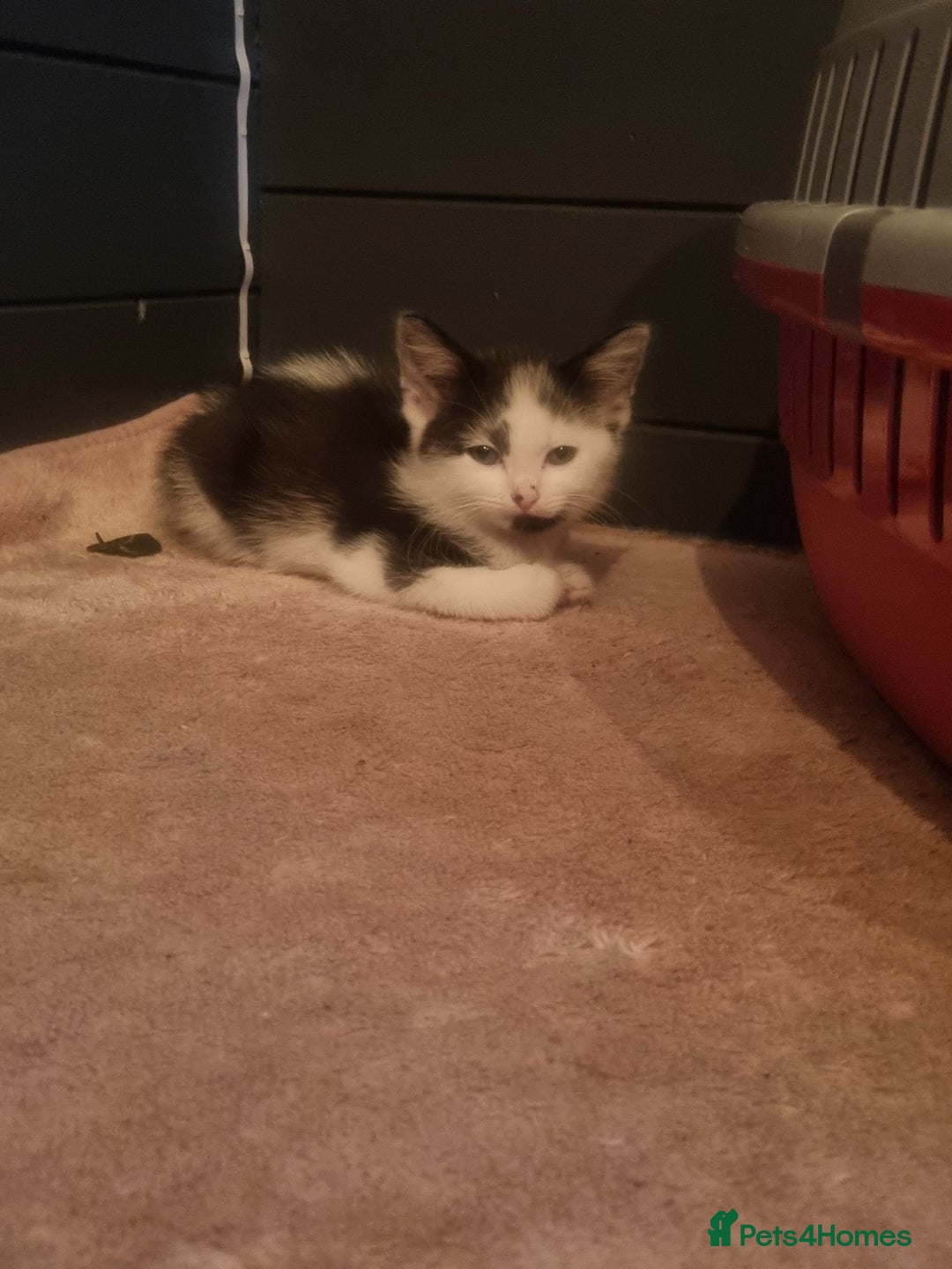 Mixed Breed cats for sale: Beautiful black and white kittens  - Image 3