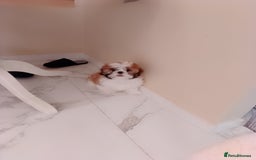 Shih Tzu dogs for sale: One shih Tzu boy - Image 2