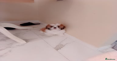 Shih Tzu dogs - Advert 4