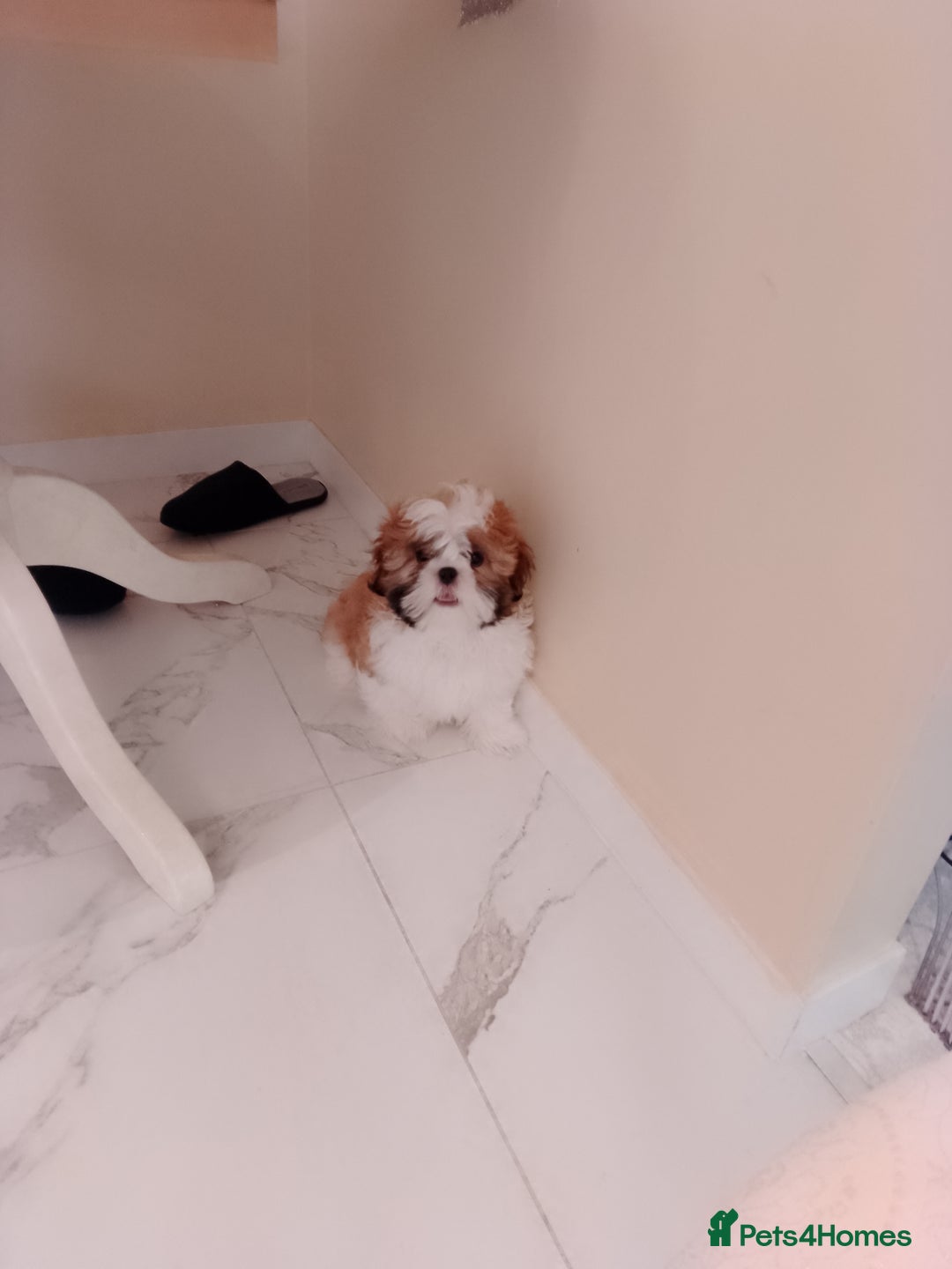 Shih Tzu dogs for sale: One shih Tzu boy - Image 2