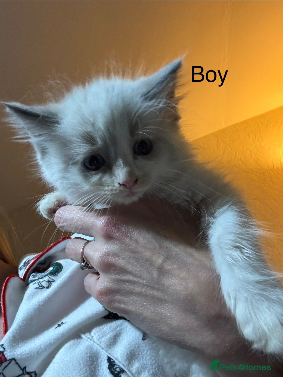 Ragdoll cats for sale: 3 Ragdoll Kittens. Ready Now.  - Advert 5