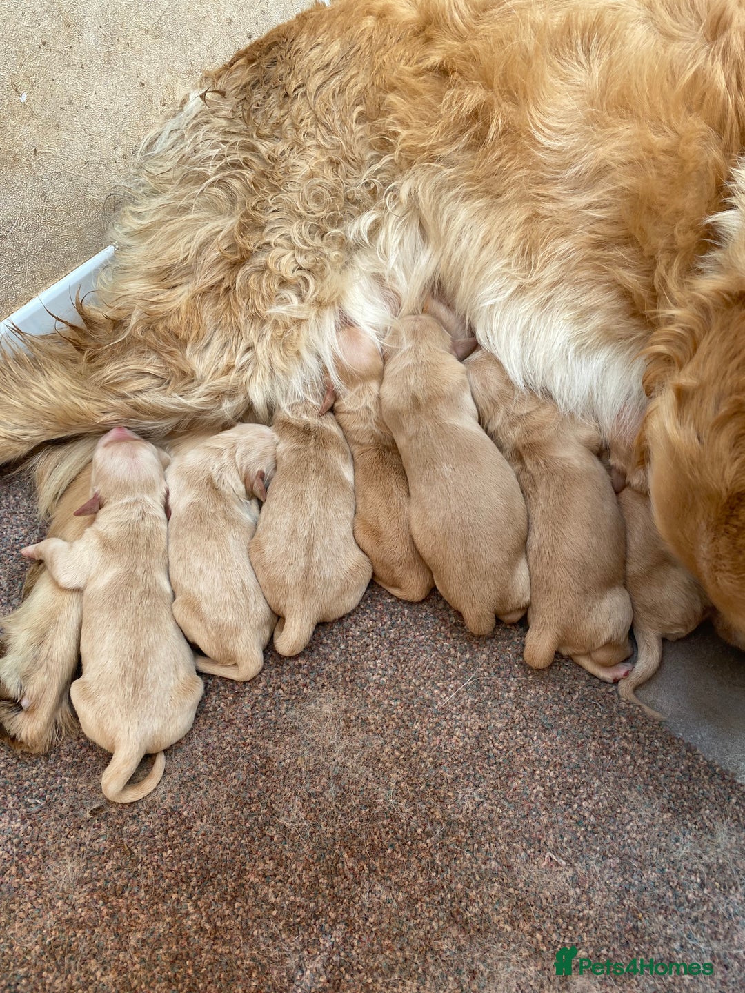 Golden Retriever dogs for sale: KC registered/Health tested Golden Retrievers  - Image 14