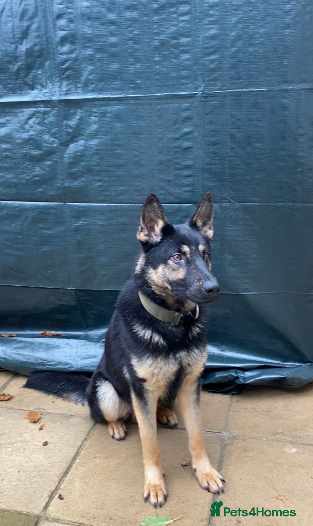 German Shepherd dogs for stud: Working line German Shepherd - Advert 1