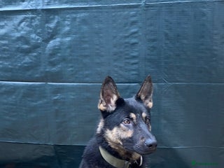 German Shepherd dogs Working line German Shepherd - Advert 1