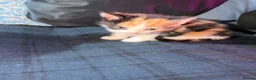 Domestic Shorthair cats for sale: 2 baby tortioushell kittens left - Advert 12