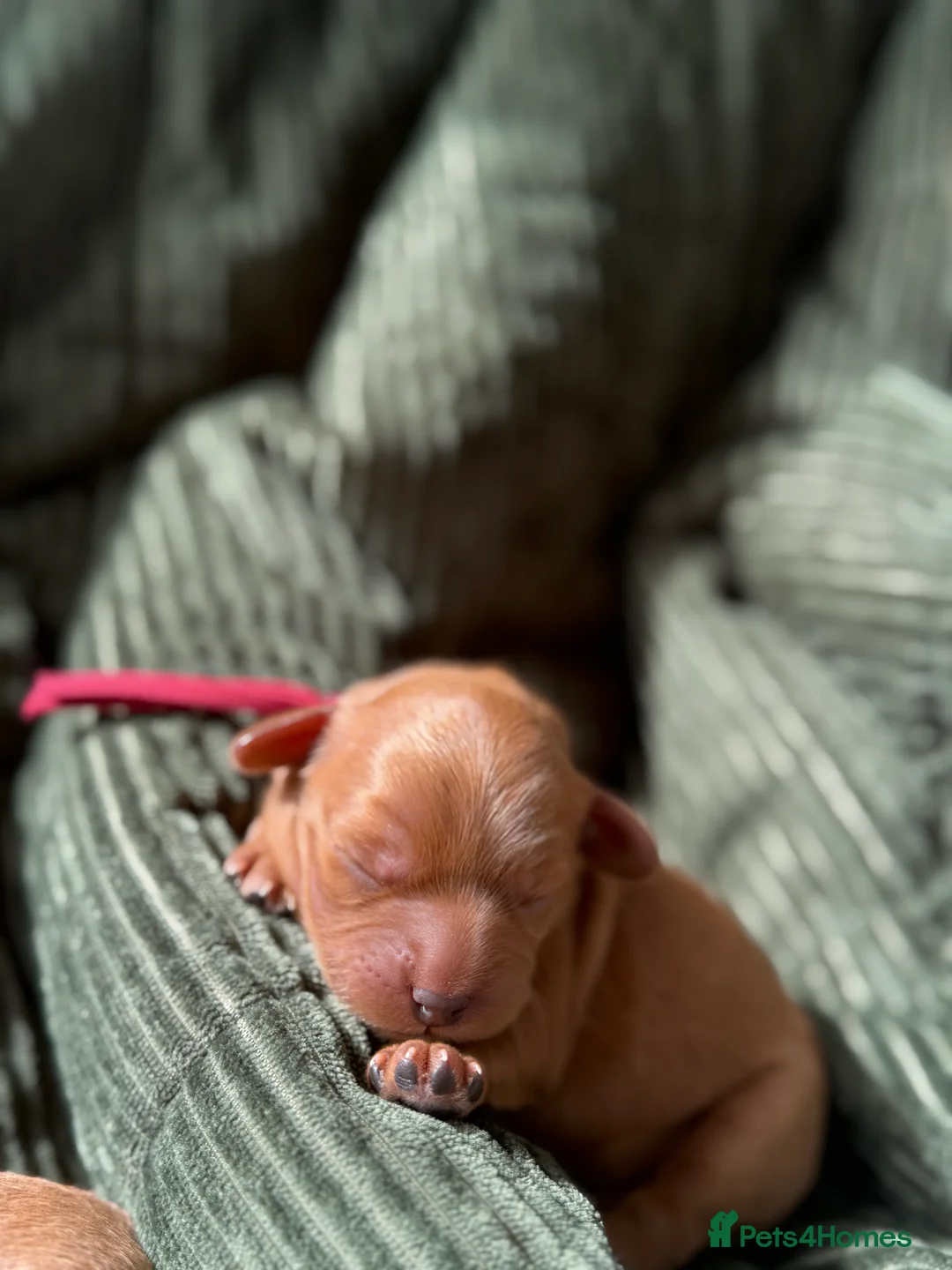 Cavapoo dogs for sale: ❤️Ruby Red F1 Cavapoo❤️ in Wisbech - Advert 10