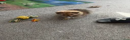 Pomeranian dogs for sale: Beautiful Russian line pomperanians - Advert 6
