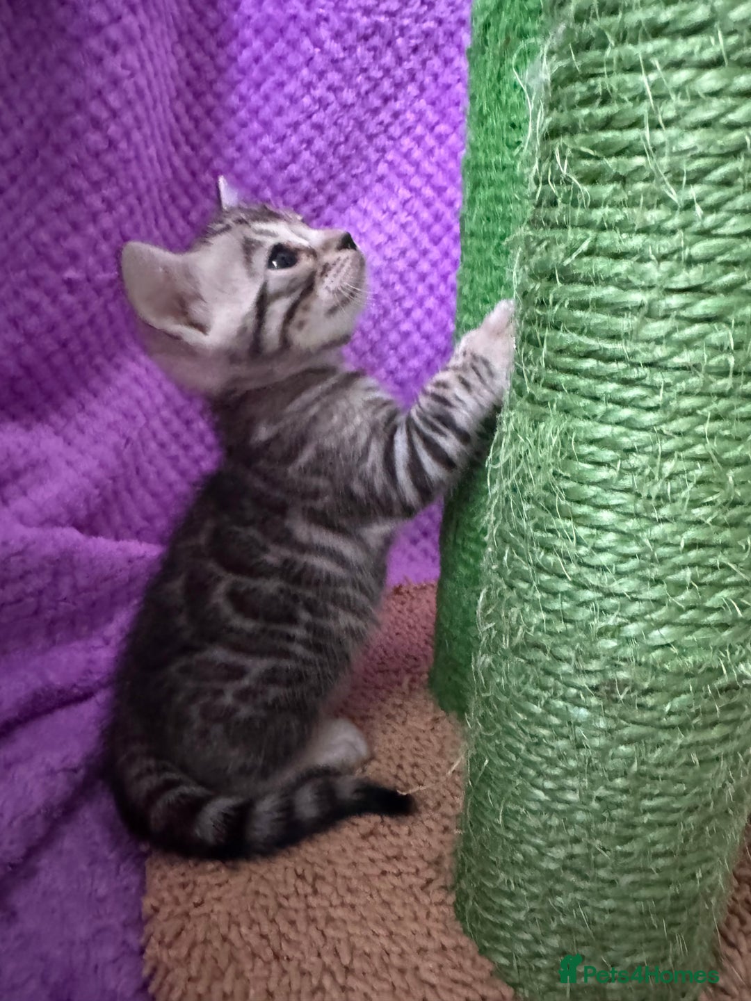 Bengal cats for sale: Stunning Silver Bengal Kittens 😻 - Image 22