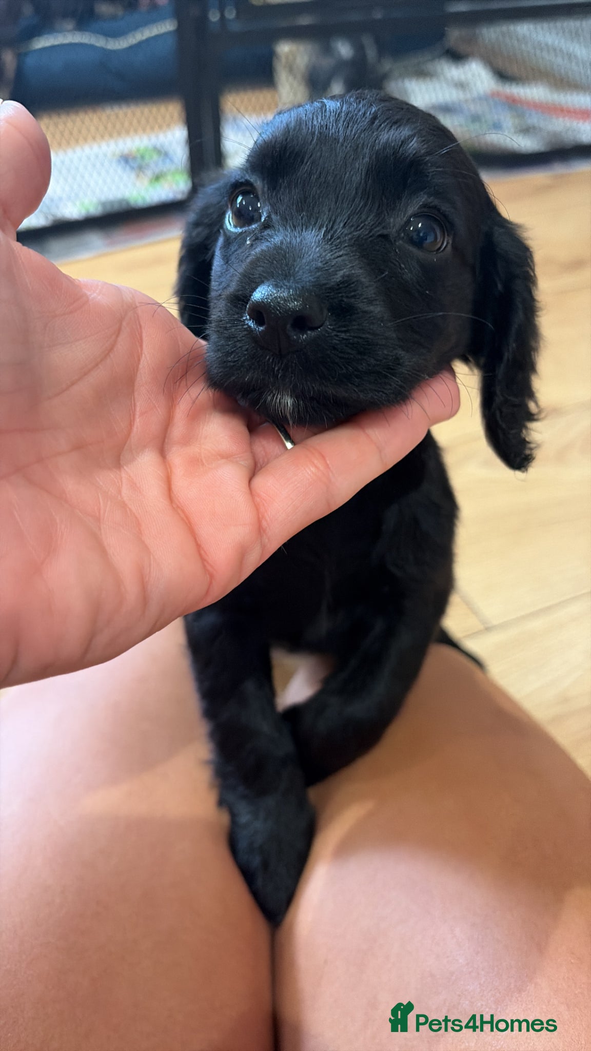 Cocker Spaniel dogs 2 girls left working cocker spaniels  - Advert 2