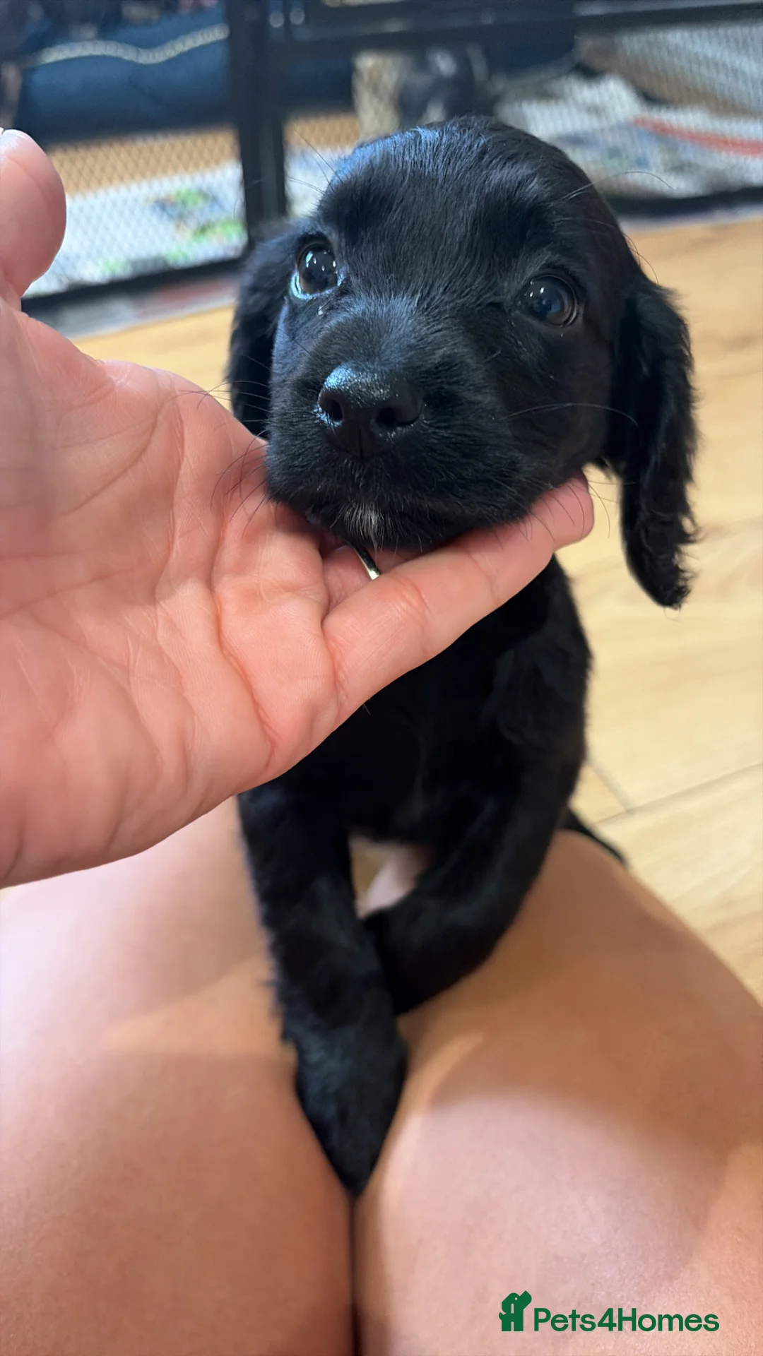 Cocker Spaniel dogs for sale: 1 girl left working cocker spaniels  - Advert 2