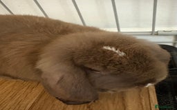 Mini Lop rabbits for sale: Chocolate brown mini lop bunny - Image 3