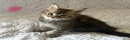 Maine Coon cats for sale: Full Maine Coon Kittens - Advert 8