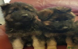 German Shepherd dogs for sale: Beautiful German Shepherd Puppies  - Advert 8