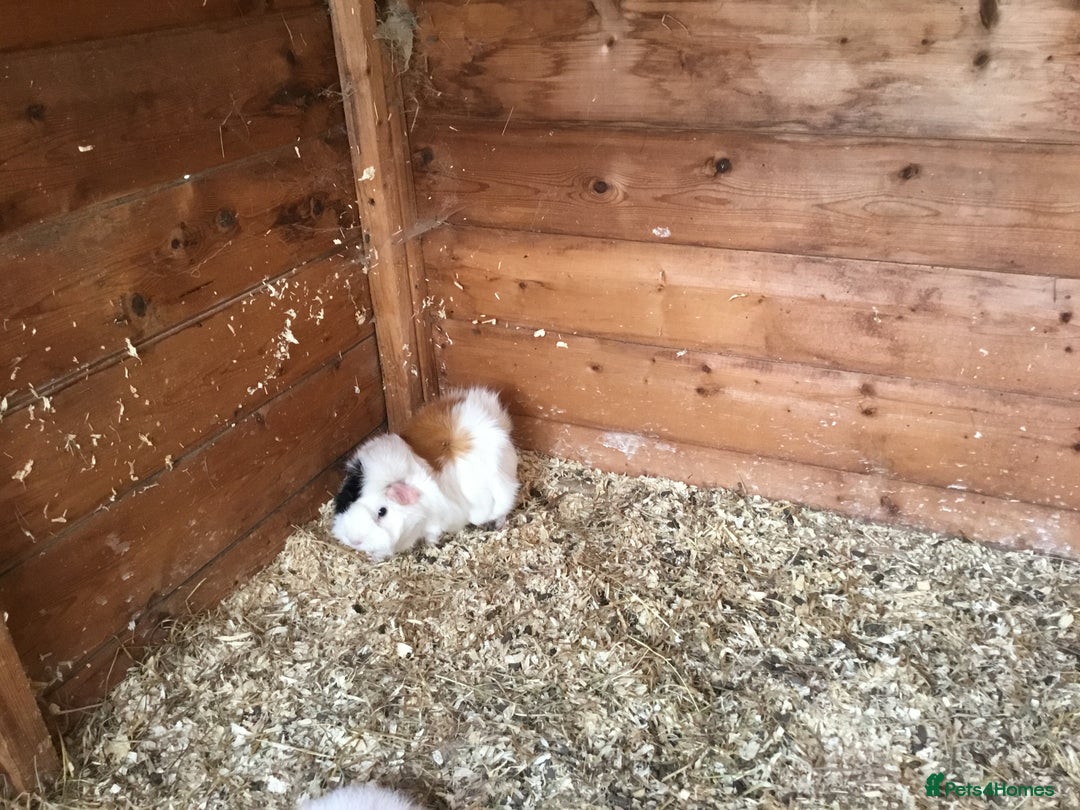 Guinea Pig rodents for sale: 6 adult sows 1 adult male  - Image 3