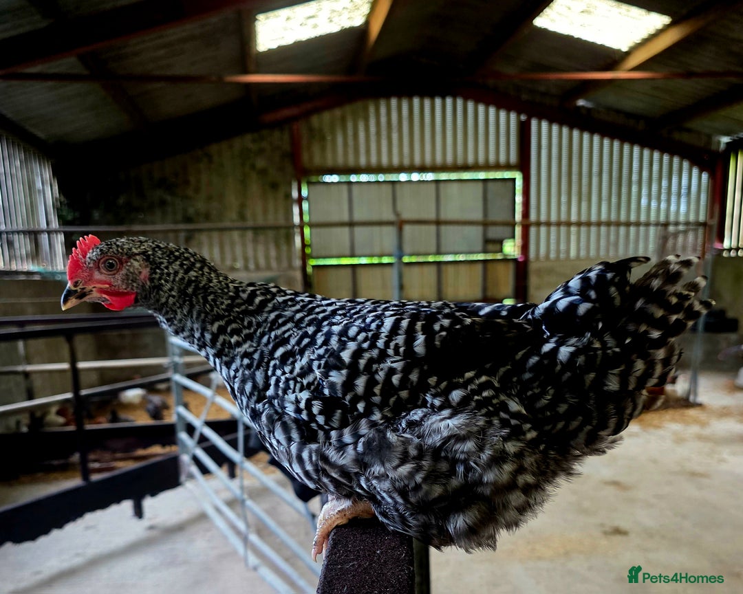 Chickens poultry for sale: White Orpington, Speckled Marans, Cream Legbars X - Image 2