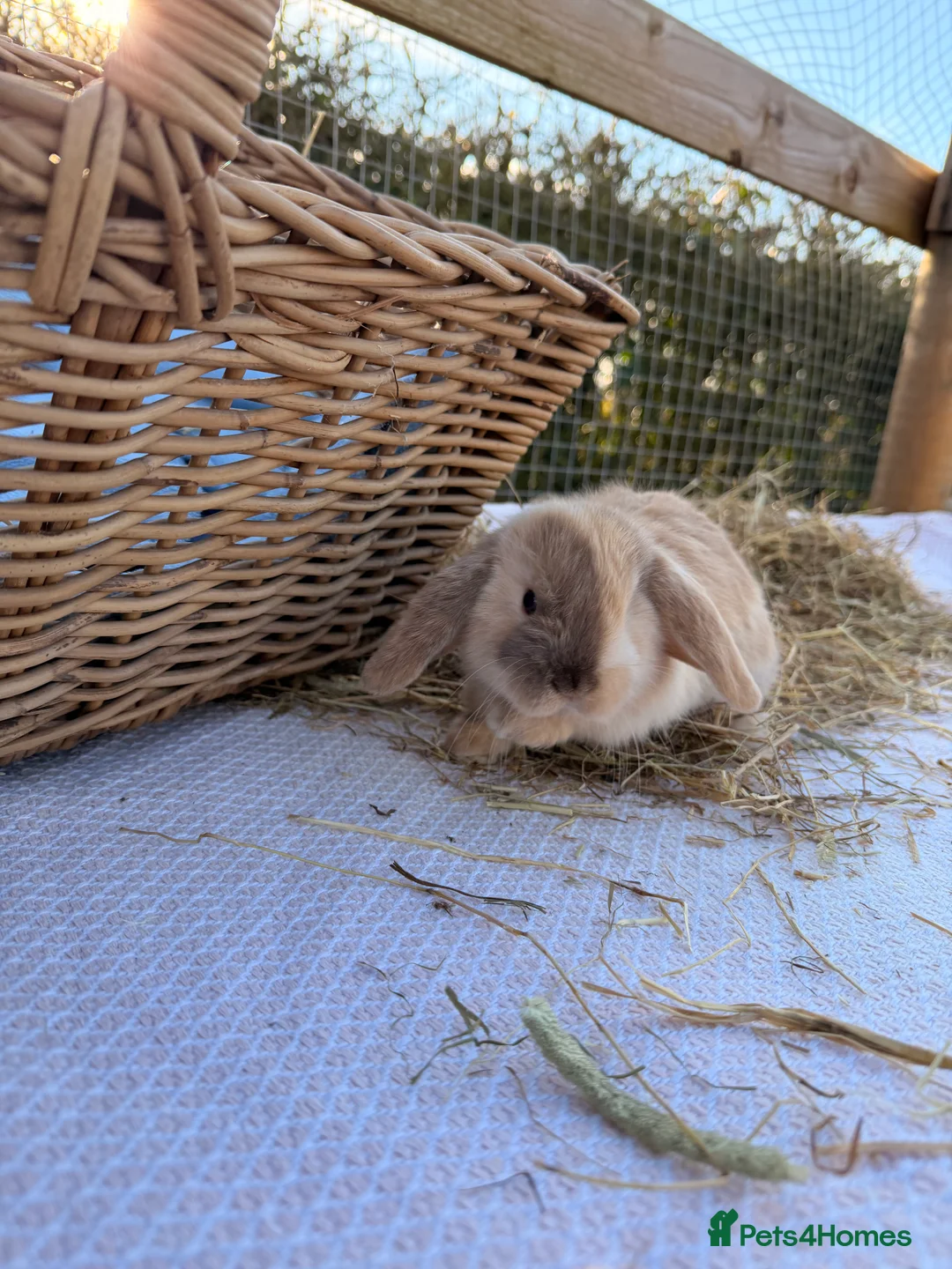 Mini Lop rabbits for sale: Gorgeous mini Lop babies  - Advert 18