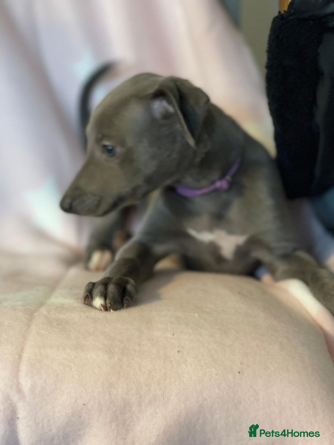 Whippet dogs for sale: Blue whippet puppies for sale - Image 6