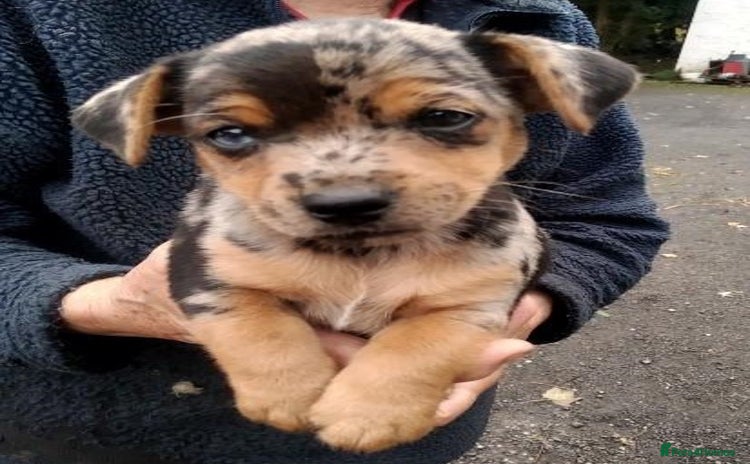 Jack Russell dogs - Advert 1