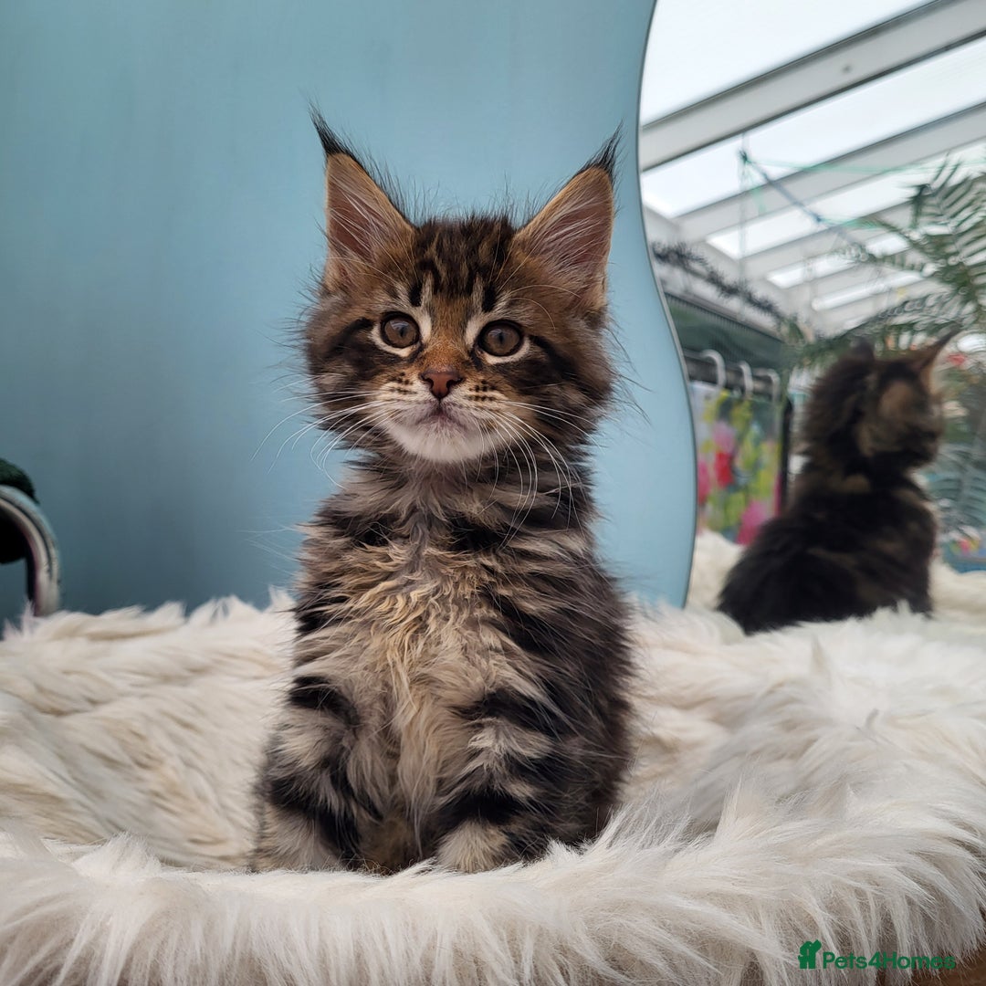Maine Coon cats for sale: Maine Coon kittens ready soon CF81  - Image 12