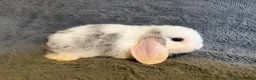 Mini Lop rabbits for sale: Mini lop bunnies  - Advert 10