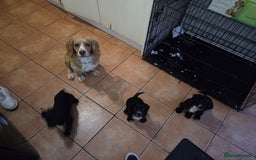 Cocker Spaniel dogs for sale: Black and white cocker spaniel - Image 3