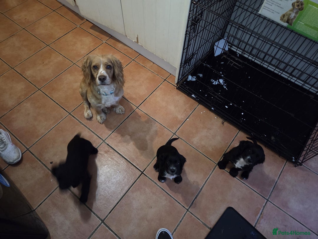 Cocker Spaniel dogs for sale: Black and white cocker spaniel - Image 3