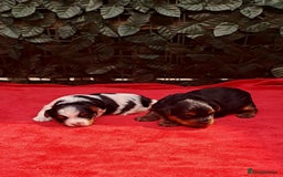 Yorkshire Terrier dogs for sale: Beautiful Biewer Yorkshire pups*LASTBOY Readynow* in Andover - Image 23