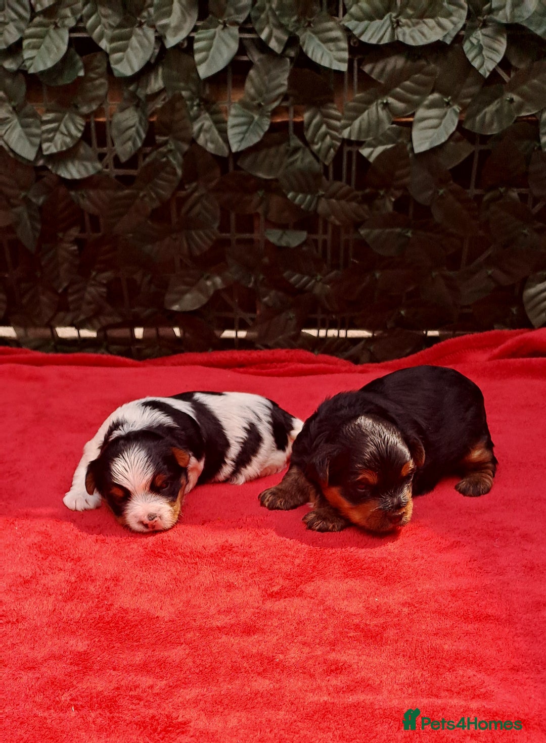 Yorkshire Terrier dogs for sale: Beautiful Biewer Yorkshire pups*LASTBOY Readynow* in Andover - Image 23