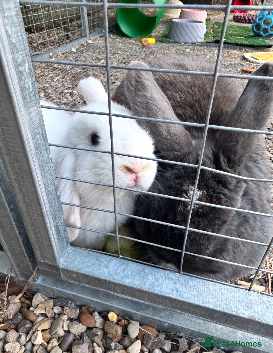 Mini Lop rabbits for sale: Bonded pair of female rabbits - Image 4