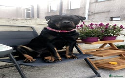 Rottweiler dogs for sale: Rottweiler female!  - Image 1