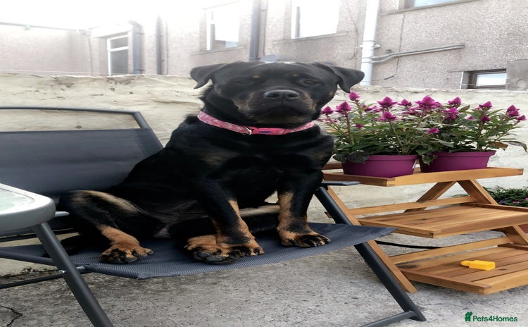 Rottweiler dogs - Advert 1