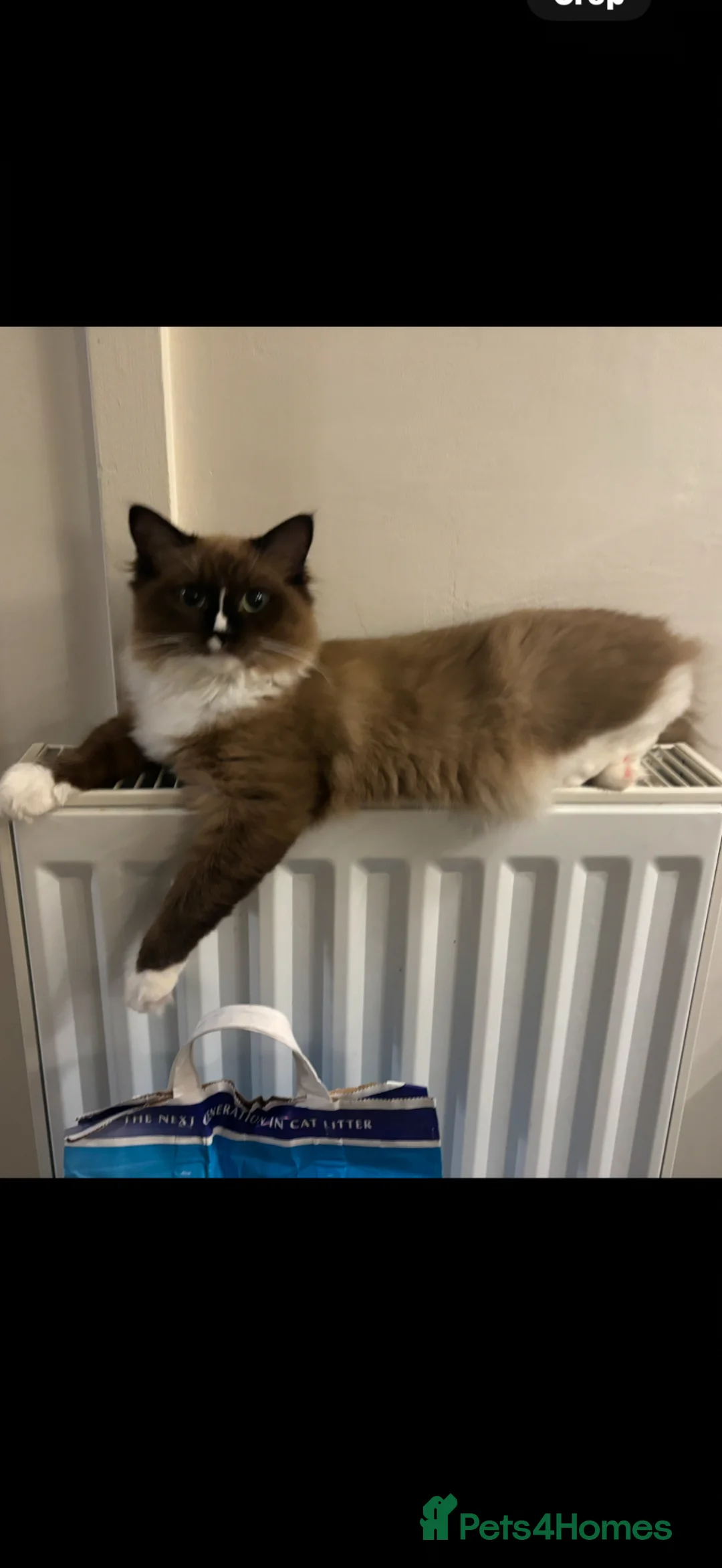 Ragdoll cats for sale: 2 ragdolls girls , blue lynx & seal mink  - Advert 4