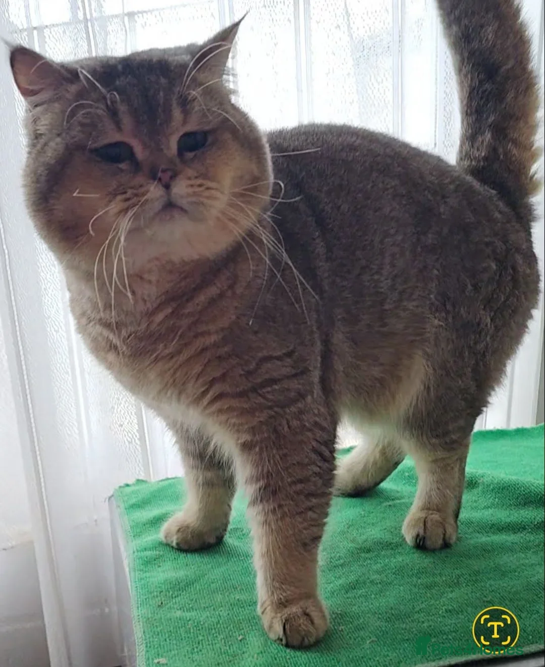 British Shorthair cats for stud: stud boys - Advert 1