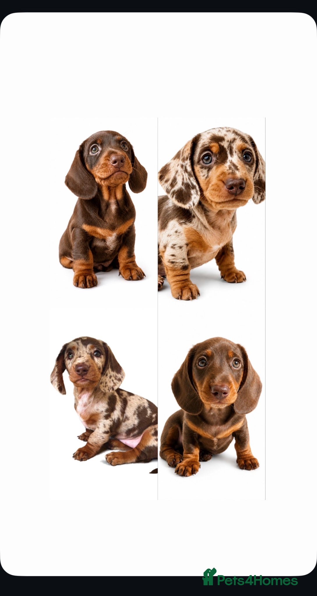 Miniature Dachshund dogs READY SATURDAY MINI DACHSHUND SERIOUS BUYERS ONLY  - Advert 18