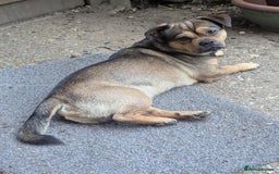 Mixed Breed dogs for sale: ShiChi x chihuahua frenchie pups - Image 13