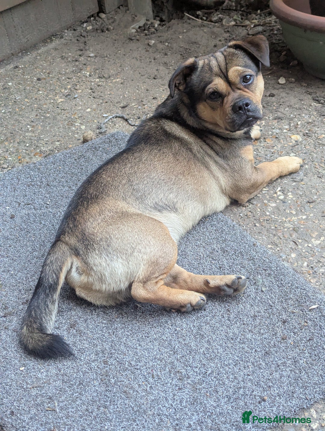 Mixed Breed dogs for sale: ShiChi x chihuahua frenchie pups - Image 13