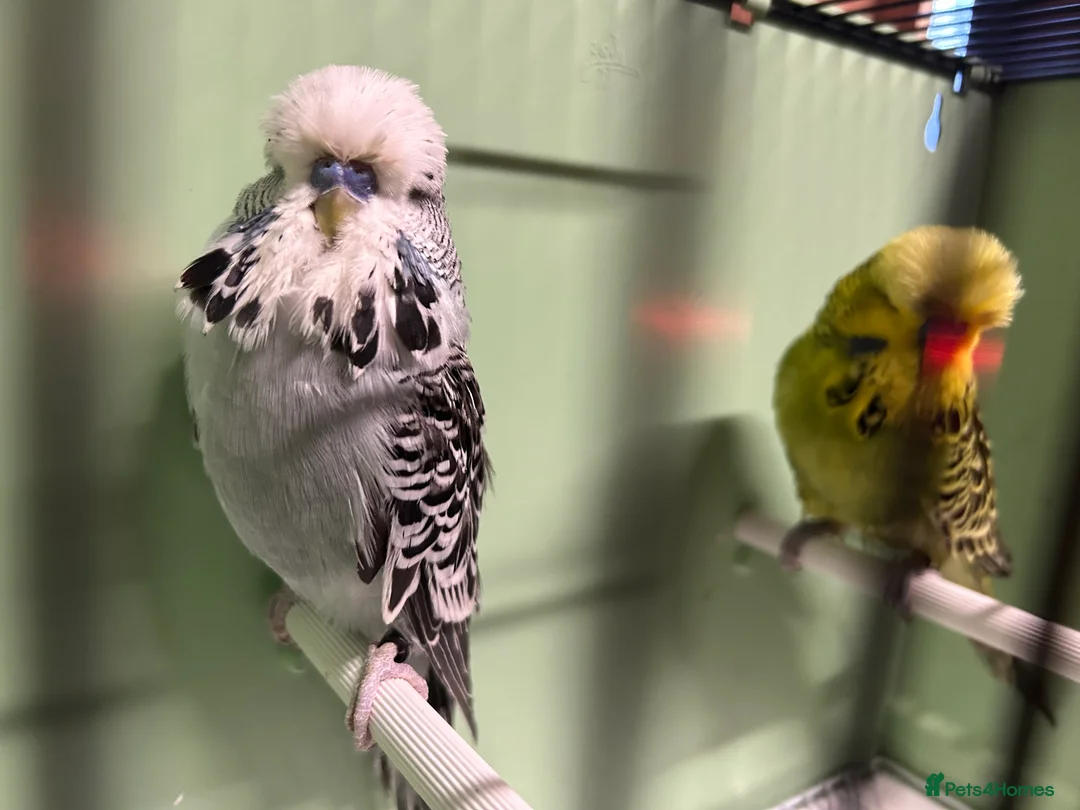 Budgerigars birds for sale: Budgies for sale, all in good health - Advert 14