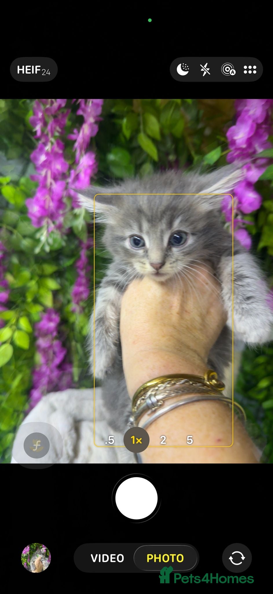 Maine Coon cats Mainecoons  - Advert 1