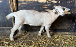 Goats livestock for sale: Nanny Boer goats for sale  - Image 7